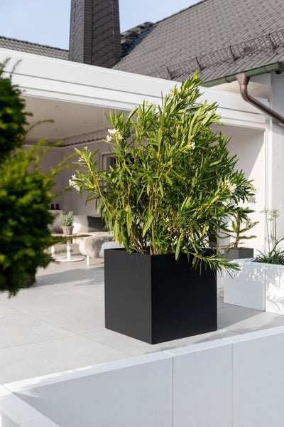 Großer schwarzer quadratischer Pflanzkübel mit blühendem Oleander auf einer hellen, modernen Terrasse.