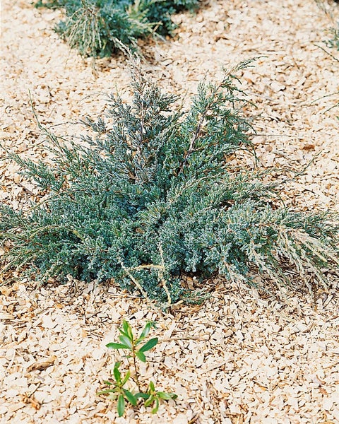 Juniperus squamata 'Holger', Blauer Zwergwacholder, 50–60 cm