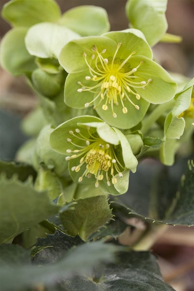 Nahaufnahme von grünen Christrosenblüten mit gelben Staubgefäßen.