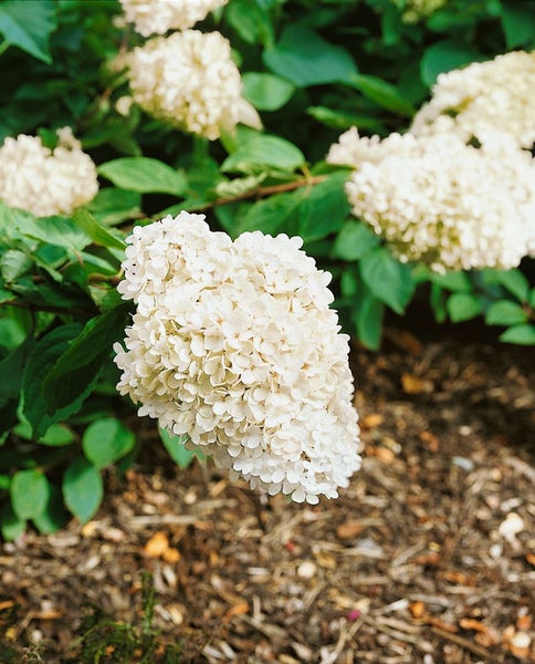 Hydrangea paniculata 'Grandiflora', Rispenhortensie, weiß, 60–100 cm