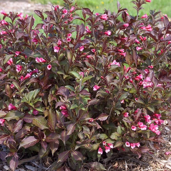 Blühender Weigelienstrauch im Garten.