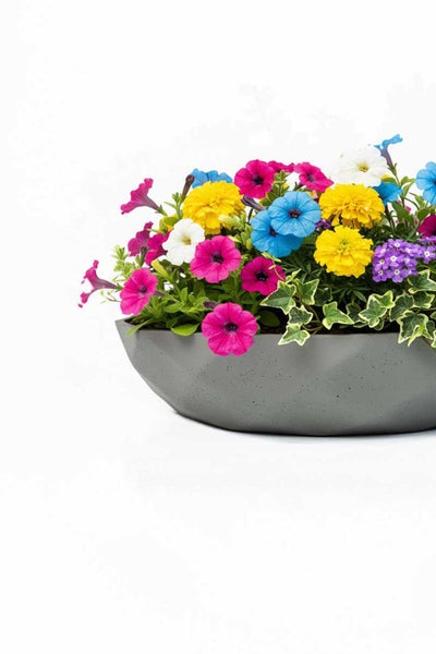 Bunte Blumenmischung mit Petunien, Tagetes und Efeu in einer flachen, grauen Pflanzschale mit Steinoptik.
