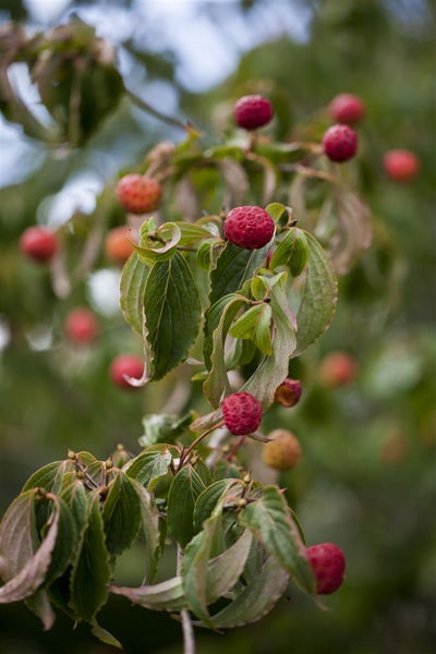 Cornus kousa, Japanischer Blumen-Hartriegel, 100–125 cm