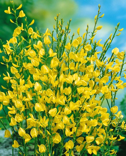 Cytisus praecox, Besenginster, gelb, 40–60 cm