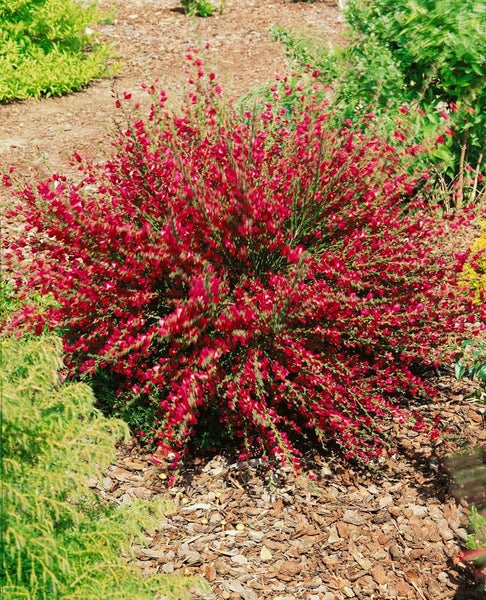 Cytisus scoparius 'Burkwoodii', Besenginster, rot-gelb, 60–80 cm