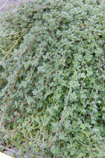 Thymus praecox var. pseudolanuginosus, Teppichthymian, ca. 9x9 cm Topf
