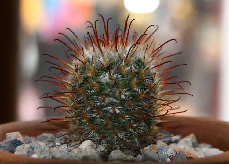 SAFLAX Garden to go - Mammilaria Mischung - Mammilaria Mix - 40 Samen - Mit Topf, Klima - Deckel und Anzuchtsubstrat