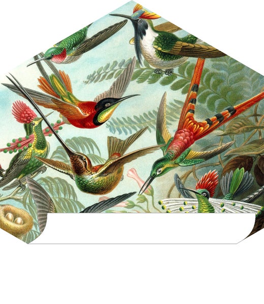 Illustration von verschiedenen Kolibriarten in einer natürlichen Umgebung