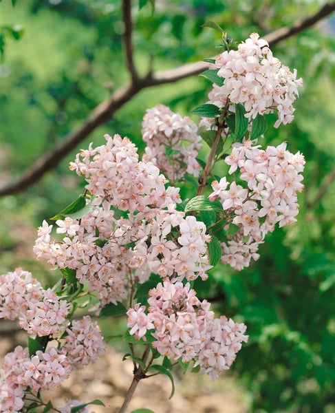 Deutzia gracilis, Maiblumenstrauch, weiß, 30–40 cm