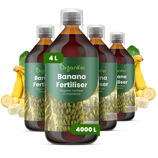 Organifer Bananendünger, organisches Düngerkonzentrat, vier Flaschen zu je 4 Liter, ergibt 4000 Liter Düngemittel.