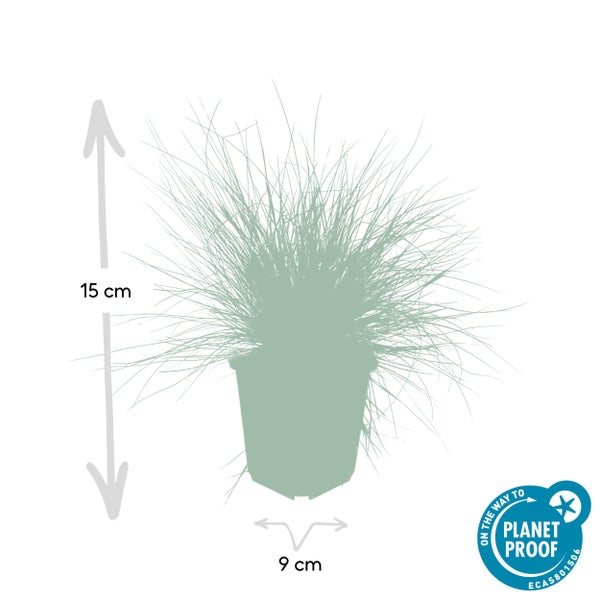 Silhouette einer Pflanze im Topf mit einer Höhe von 15 Zentimetern und einer Breite von 9 Zentimetern sowie dem Planet Proof Zertifikat.