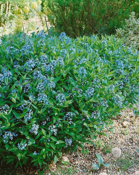 Amsonia tabernaemontana, Blaustern, ca. 9x9 cm Topf, blau blühend