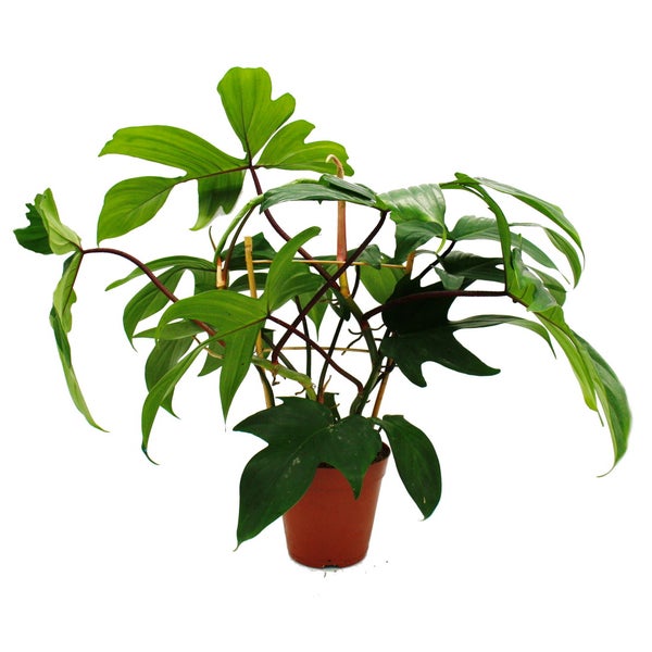 Philodendron Zimmerpflanze mit Stützgerüst