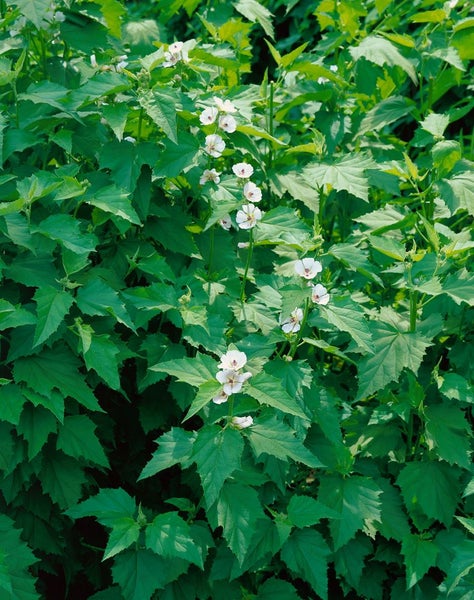 Althaea officinalis, Eibisch, ca. 9x9 cm Topf, heilkräftig