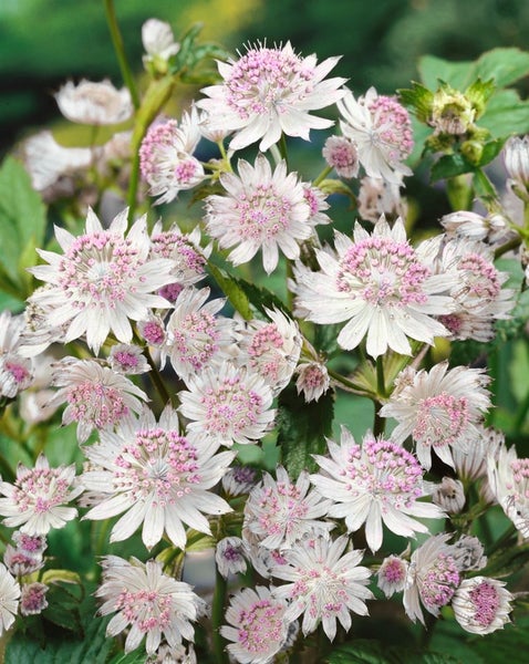 Astrantia major 'Buckland', Sterndolde, rosa, ca. 11x11 cm Topf