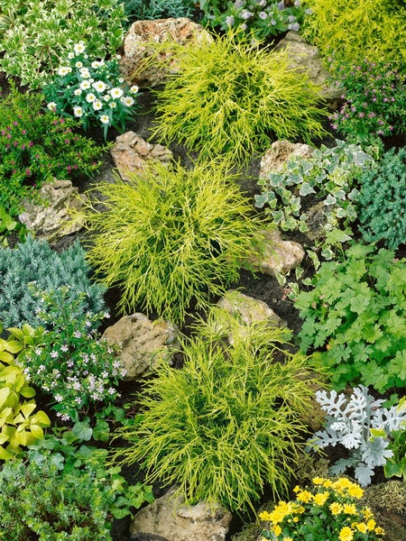 Gartenlandschaft mit verschiedenen Pflanzen und Steinen