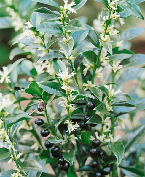 Sarcococca confusa, Duftende Schattenblume, immergrün, 2 Liter Container