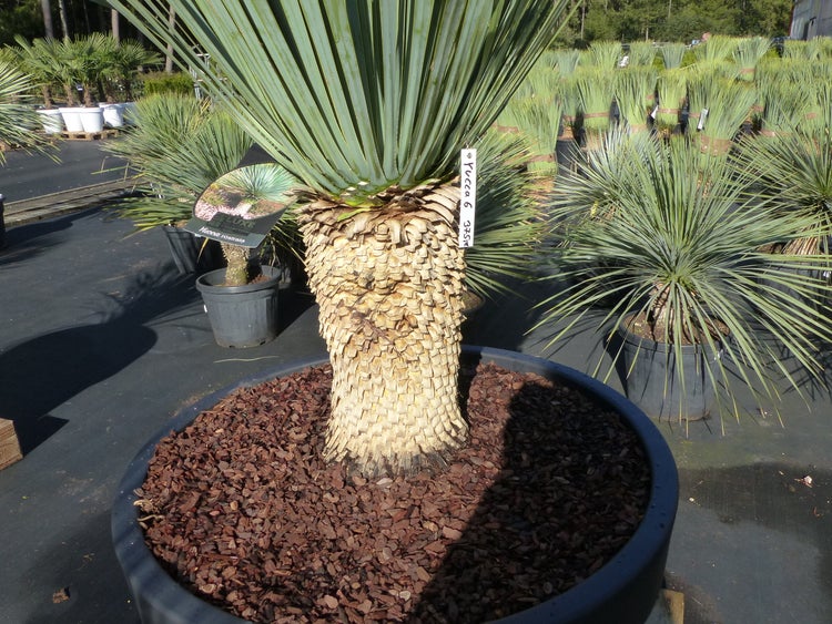 Yucca rostrata im Pflanzkübel mit rauem Stamm und spitzen, schmalen Blättern.