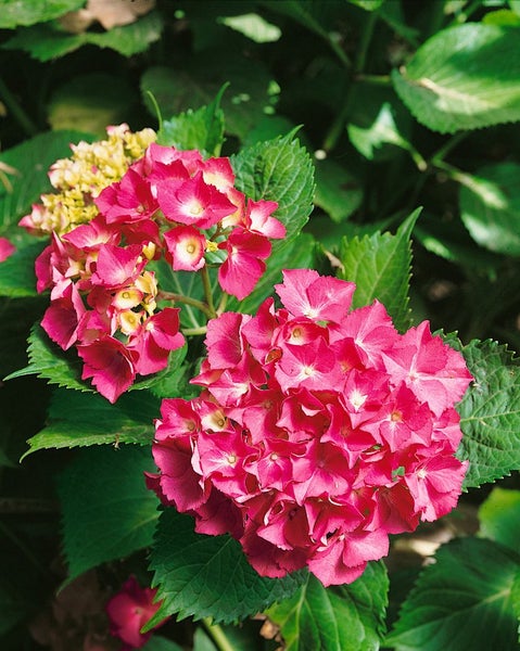 Nahaufnahme einer roten Hortensie im Garten