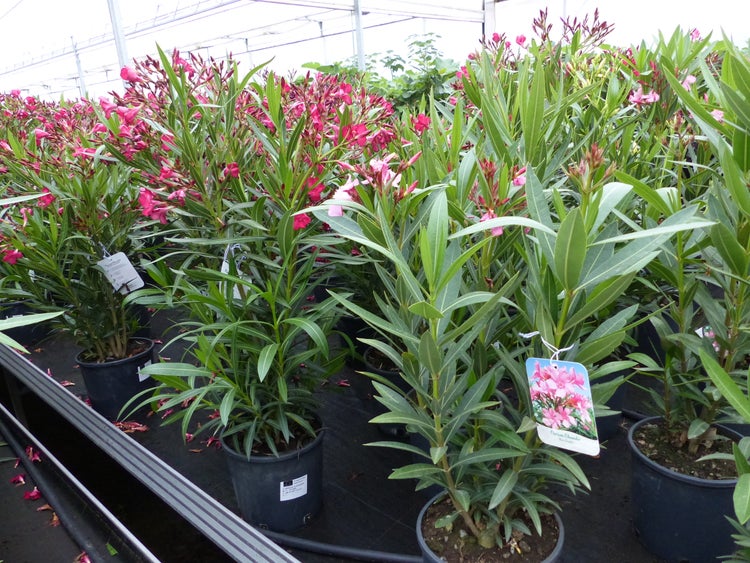 Nerium Oleander Pflanzen mit rosa Blüten in schwarzen Töpfen in einer Gärtnerei.