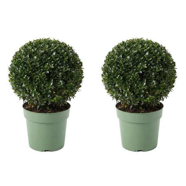 Zwei Buchsbaum-Kugeln in grünen Kunststofftöpfen, Buxus sempervirens.
