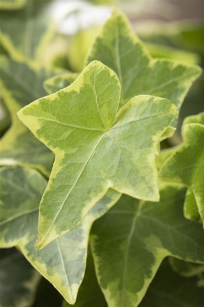 Hedera helix 'Goldchild', Efeu, gelb-grün, ca. 9x9 cm Topf