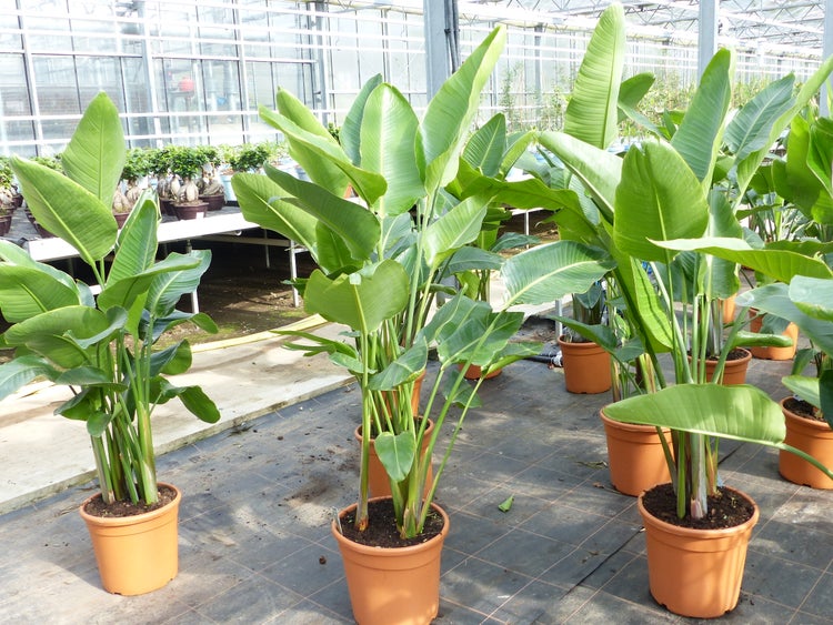 Mehrere Strelitzia nicolai Pflanzen mit großen Blättern in Töpfen in einem hellen Gewächshaus.