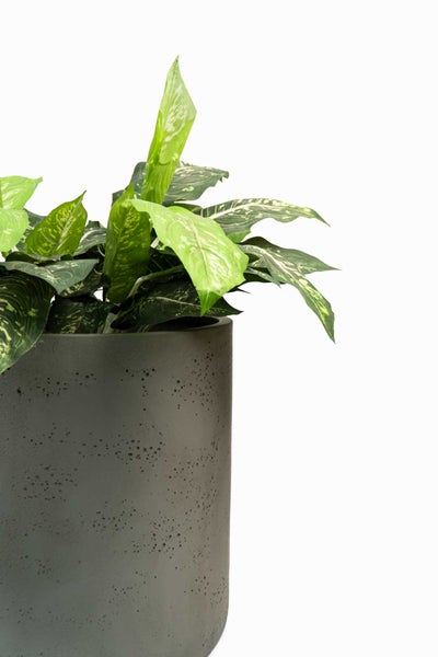 Grüne Zimmerpflanze in grauem, zylindrischem Pflanztopf mit strukturierter Beton-Optik