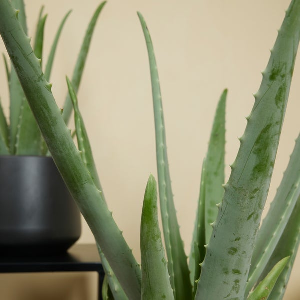 Nahaufnahme einer Aloe Vera Pflanze im Topf