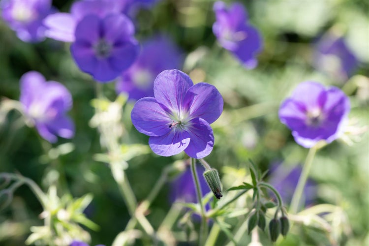 Geranium pratense, Wiesen-Storchschnabel, blauviolett, ca. 9x9 cm Topf