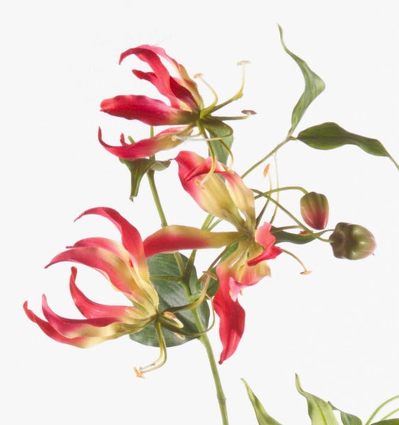 Künstlicher Ficus-Zweig mit grün-weiß panaschierten Blättern und braunem Stiel.