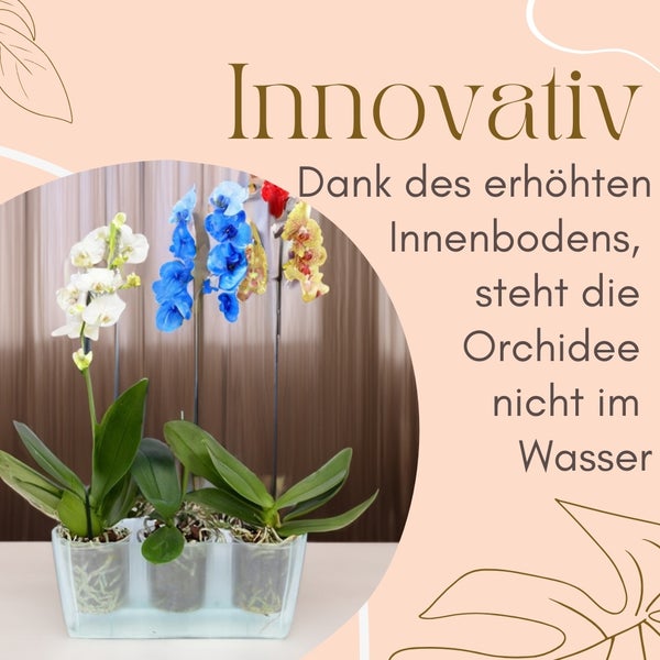 Orchideen in einem Pflanzgefäß mit dem Text: Dank des erhöhten Innenbodens steht die Orchidee nicht im Wasser