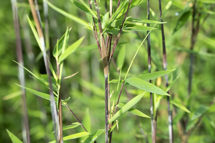 Fargesia nitida 'Black Pearl', Bambus, 80–100 cm