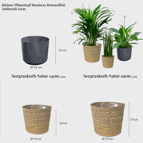 Zimmerpflanzen 3er Box Fresh Air Brothers | Goldfruchtpalme, Einblatt, Sansevieria | Luftreinigende Pflanzen mit gratis Übertöpfen