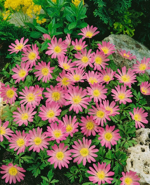 Anemone blanda 'Pink Star', Balkan-Windröschen, rosa, ca. 9x9 cm Topf