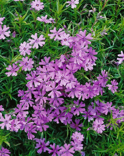 Phlox subulata 'Purple Beauty', Teppichphlox, lila, ca. 9x9 cm Topf