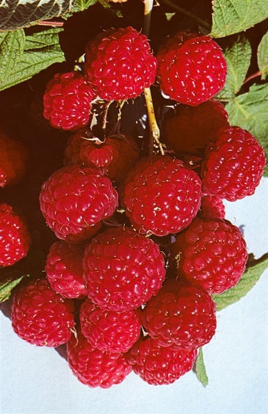 Rubus idaeus 'Preussen II', Himbeere, 30–40 cm