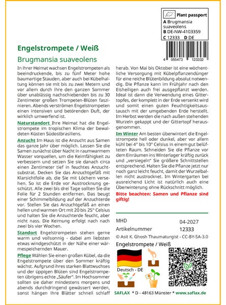 SAFLAX Garden to go - Engelstrompete / Weiß - Brugmansia suaveolens - 10 Samen - Mit Topf, Klima - Deckel und Anzuchtsubstrat