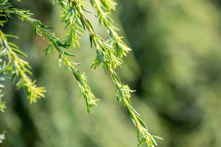 Tsuga canadensis 'Pendula', Kanadische Hemlocktanne, 60–80 cm