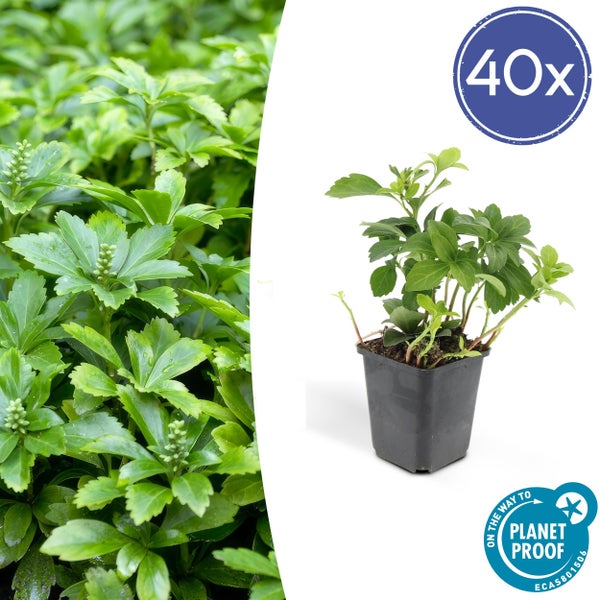 Bodendecker Schattengrün Dickmännchen Pachysandra term. 'Green Carpet' 9cm Topf 40 Pflanzen