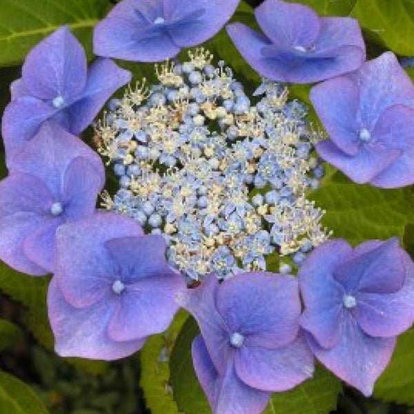 Nahaufnahme einer blauen Hortensienblüte