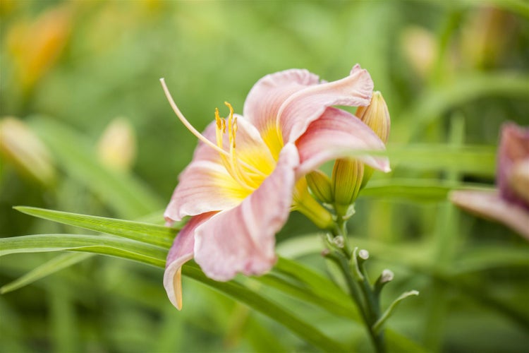 Hemerocallis x cult.'Maikönigin', Taglilie, orange, ca. 11x11 cm Topf
