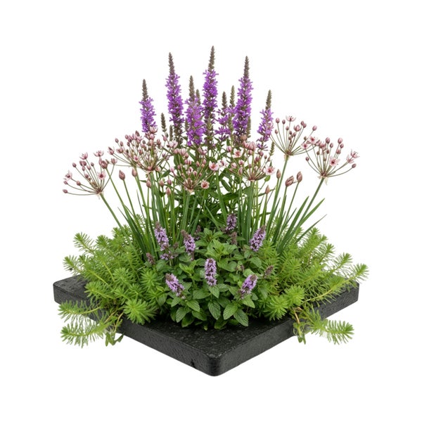 Pflanzarrangement mit verschiedenen lila und rosa Blüten sowie grünem Blattwerk in einer quadratischen, schwarzen Schale.