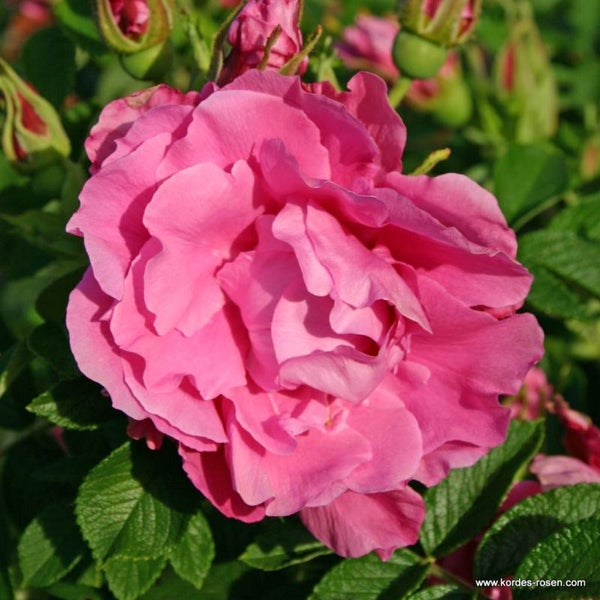 Nahaufnahme einer pinkfarbenen Kletterrose mit grünen Blättern