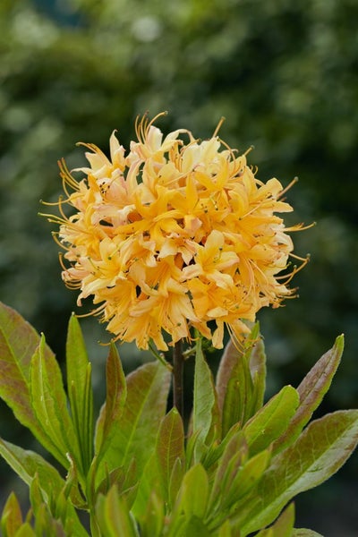 Rhododendron austrinum, gelb-orange, 60–70 cm