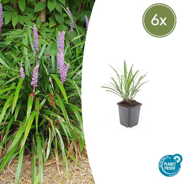 Sechser Set Lilientraube Liriope muscari mit violetten Blüten und grünen Blättern in Töpfen, On the way to PlanetProof Logo