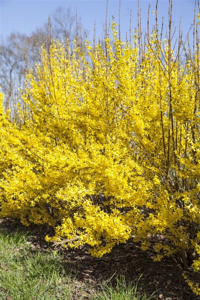 Forsythia 'Week-End' -R-, Forsythie, leuchtend gelb, 60–80 cm