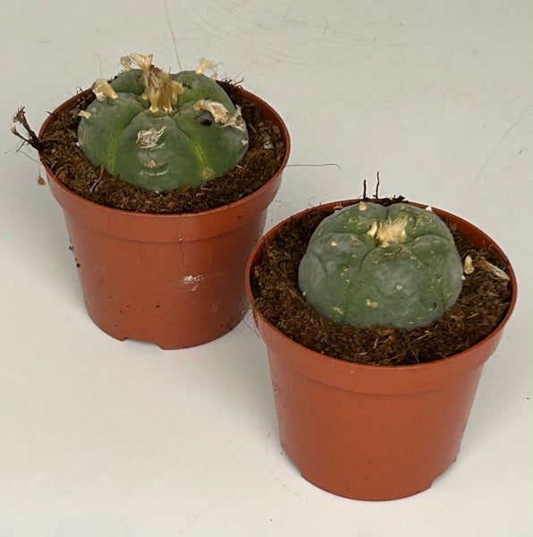 Lophophora williamsii - Peyote - Peyotl Kaktus - blühfähig, 8,5cm Topf