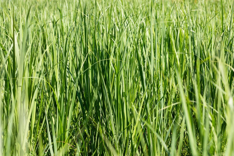 Nahaufnahme von Schilfgras