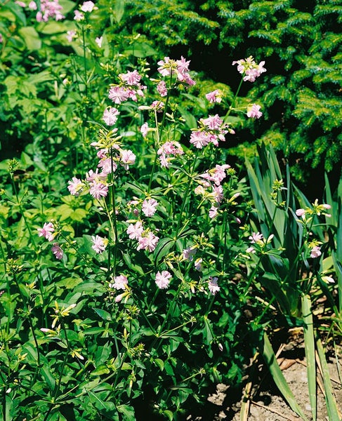 Saponaria officinalis, Seifenkraut, rosa Blüten, ca. 9x9 cm Topf